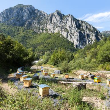 Dark bees homes in mountain in France