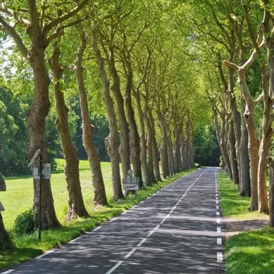 Road between trees